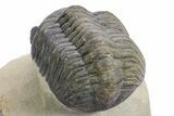 Detailed Reedops Trilobite - Atchana, Morocco #359176-5